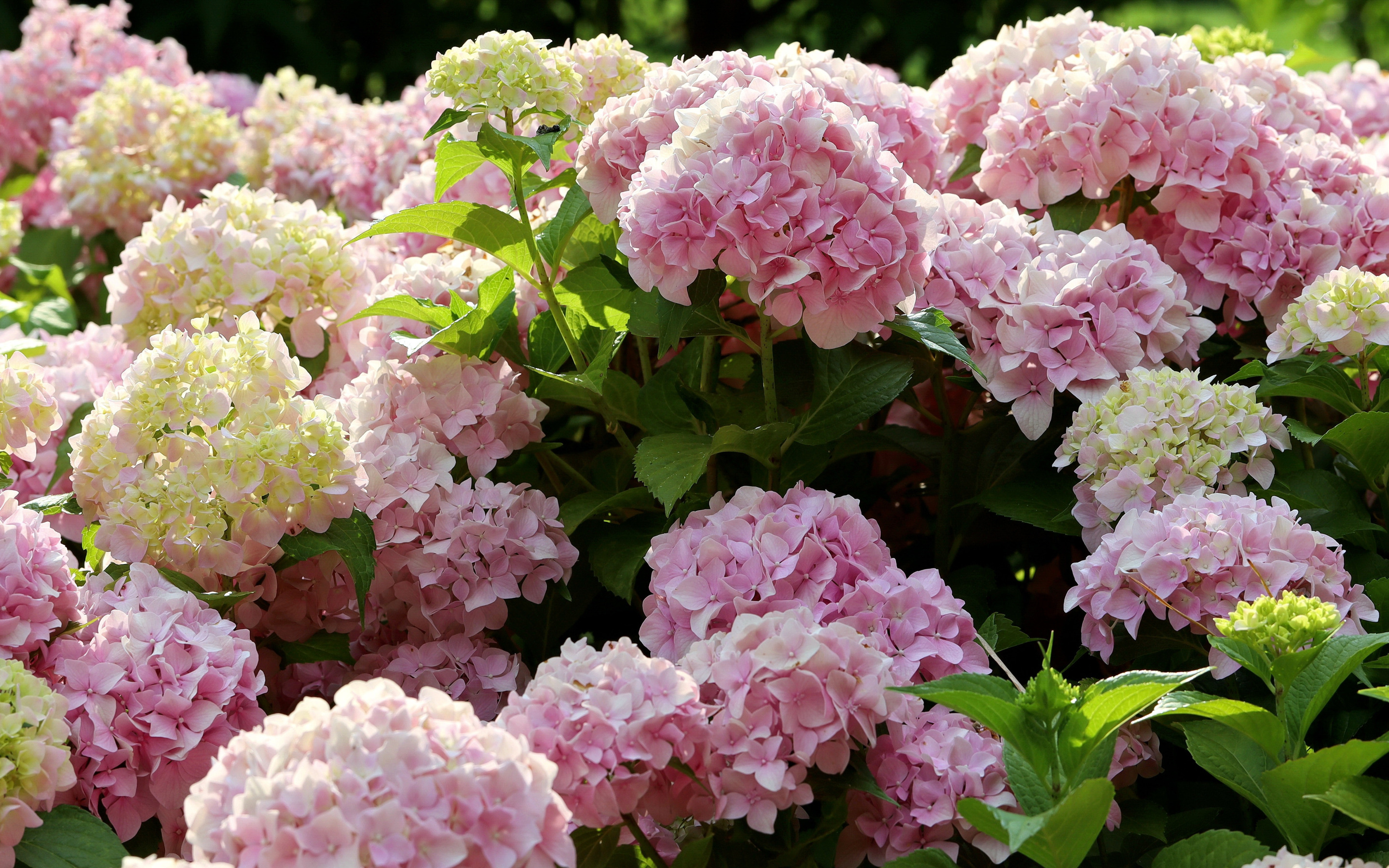 цветы лилии